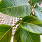 Ficus Altissima Golden Gem