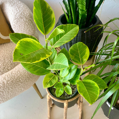 Ficus Altissima Golden Gem