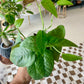 Cebu Blue Pothos