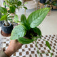 Cebu Blue Pothos