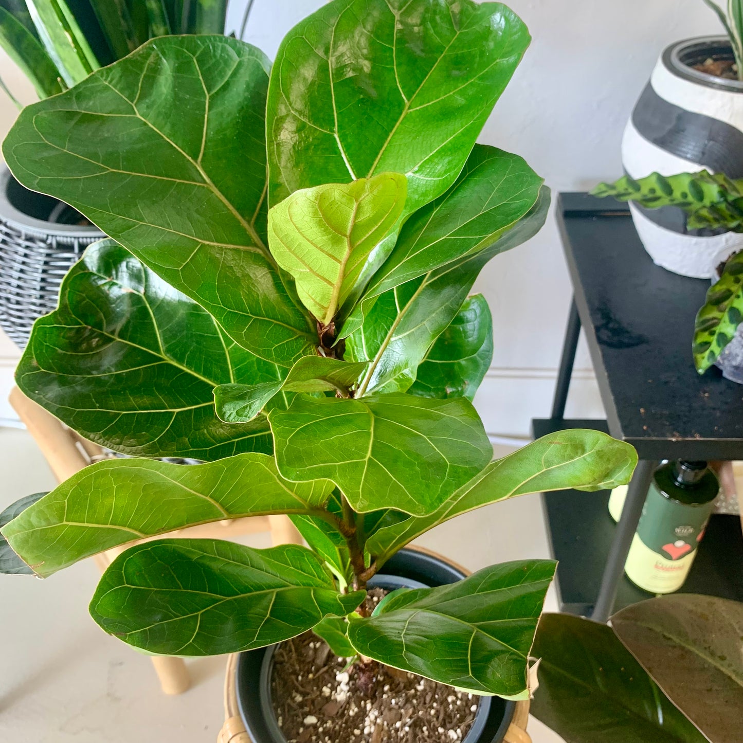 Fiddle Leaf Fig (Ficus Lyratawill)
