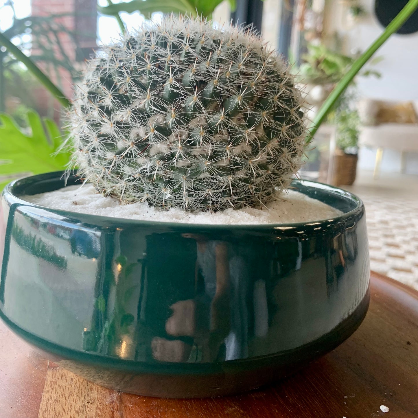 Old Lady Cactus Potted