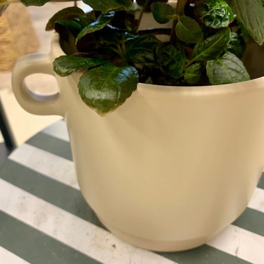 Simple Cream Colored Planter