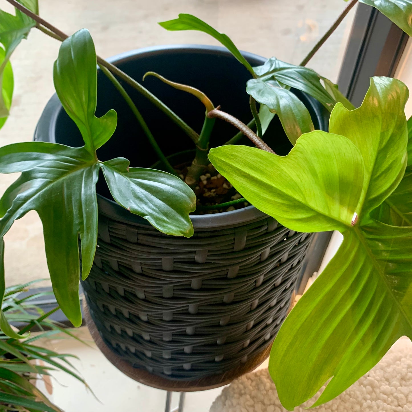 Indoor | Outdoor Black Planter