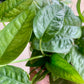 Cebu Blue Pothos