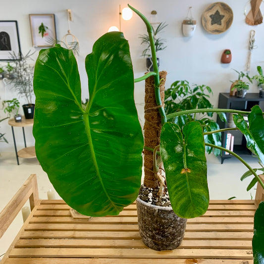 Paraiso Verde Philodendron