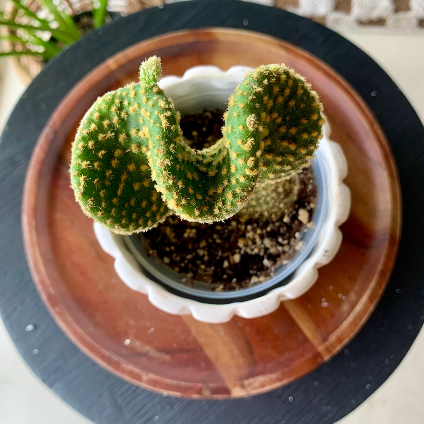 Crazy Bunny Ears Cactus