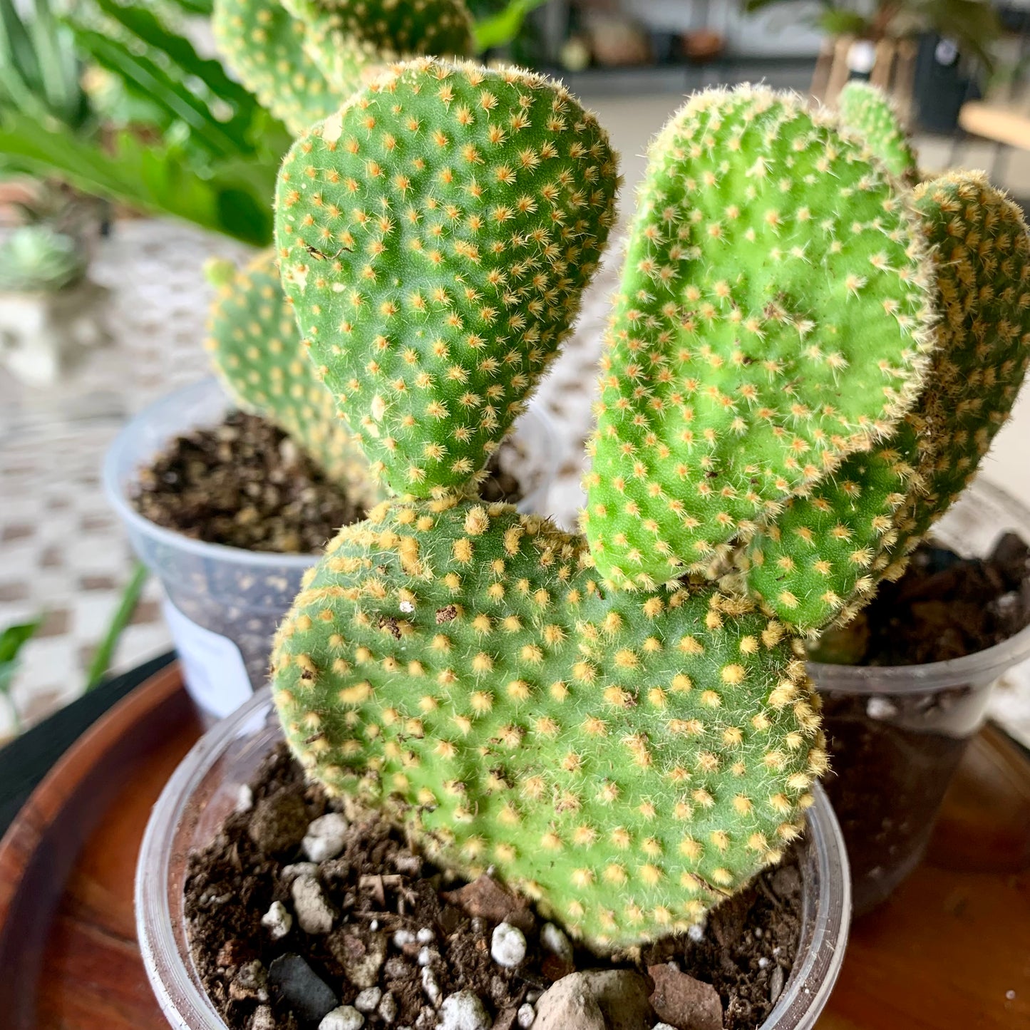 Crazy Bunny Ears Cactus