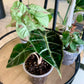 Polly Alocasia