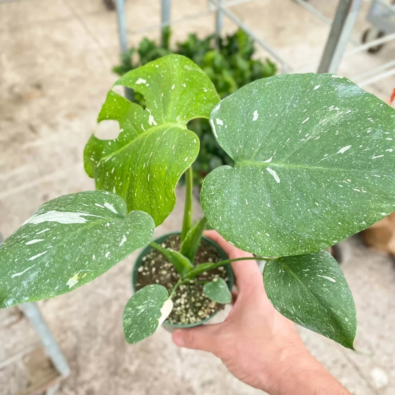 Thai Constellation Monstera 4"