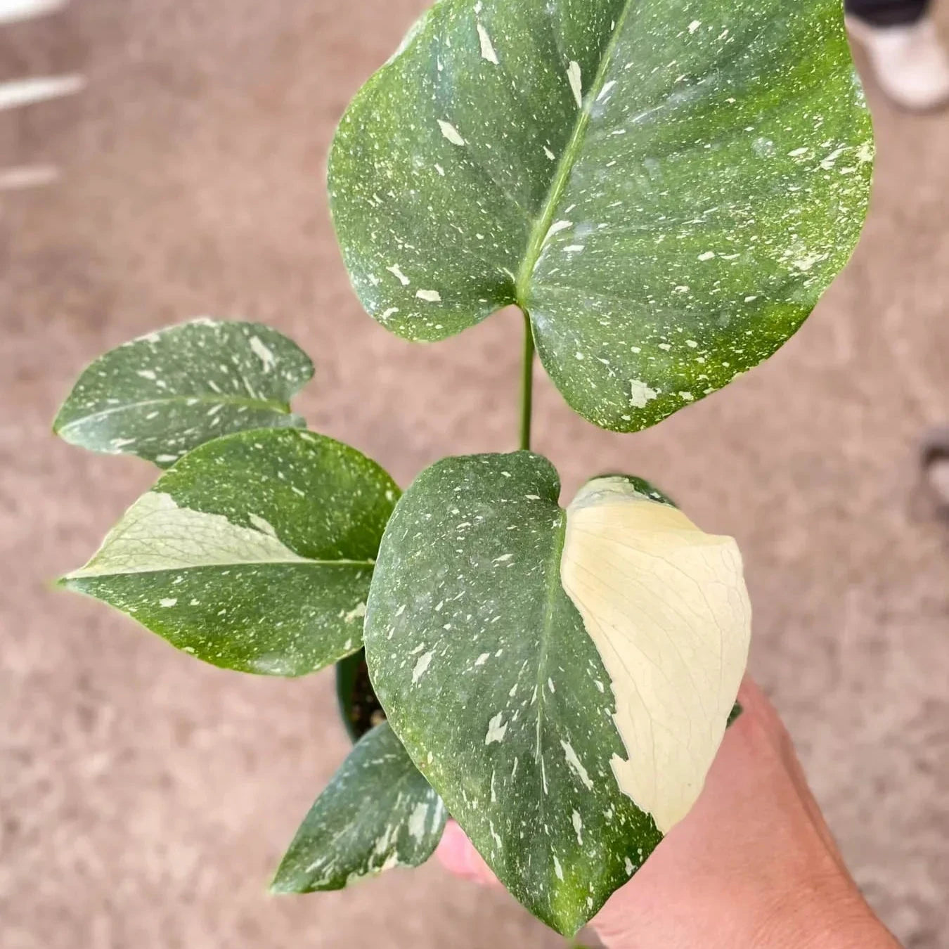 Thai Constellation Monstera 