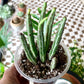 Pickle Plant