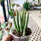 Pickle Plant