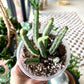 Pickle Plant
