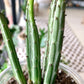 Pickle Plant