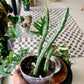Pickle Plant
