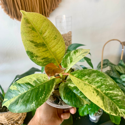 Ficus shivereana "Moonshine"