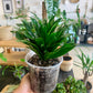Dracaena "Janet Craig Compacta"