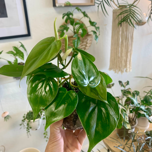 Heart Leaf Philodendron