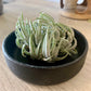 Wood Tray Air Plant Holder