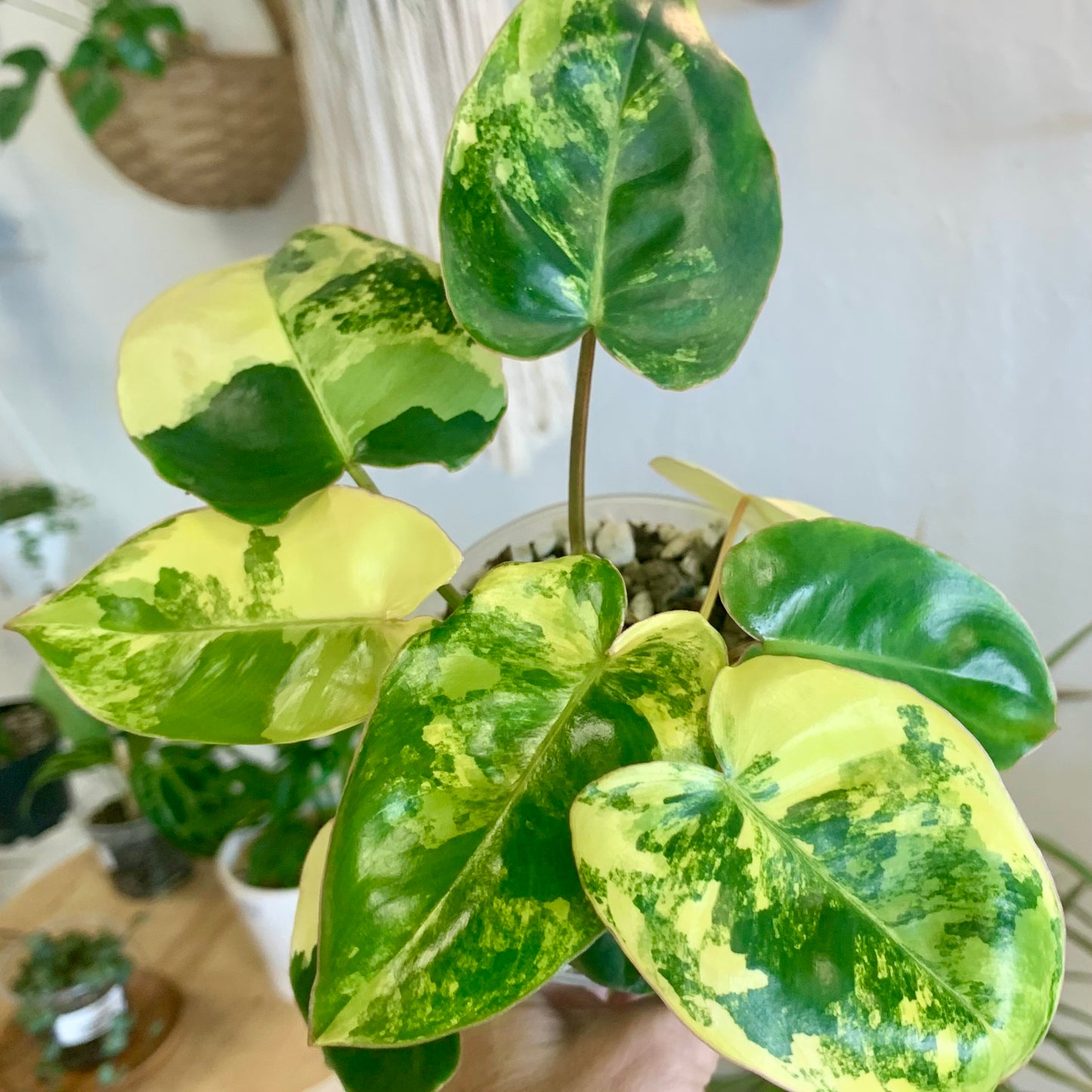 Variegated Burle Marx Philodendron
