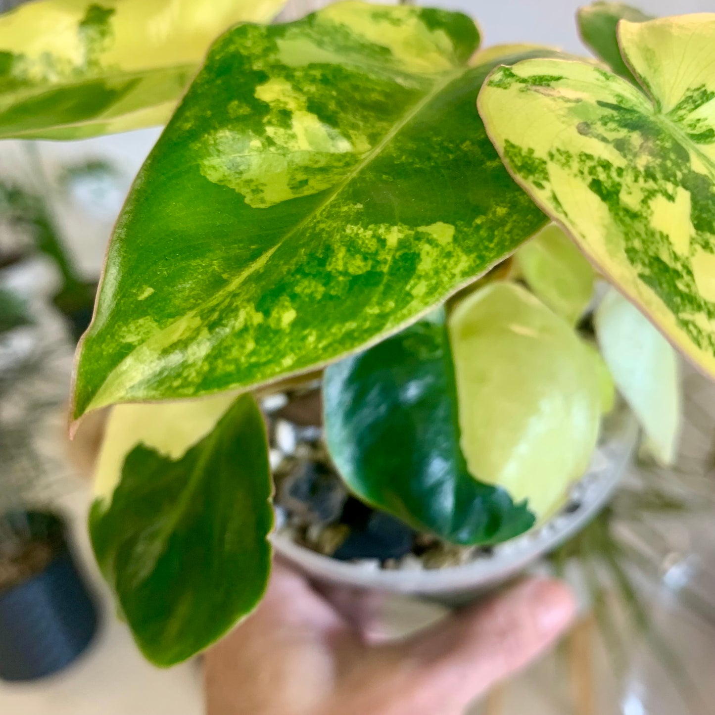 Variegated Burle Marx Philodendron