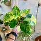 Variegated Burle Marx Philodendron