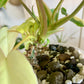 Variegated Burle Marx Philodendron