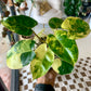 Variegated Burle Marx Philodendron