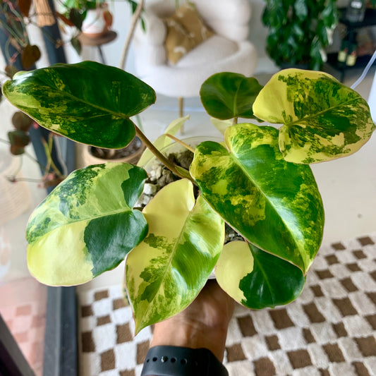 Variegated Burle Marx Philodendron