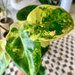 Variegated Burle Marx Philodendron