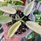 Florida Ghost Mint