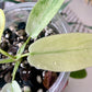 Florida Ghost Mint