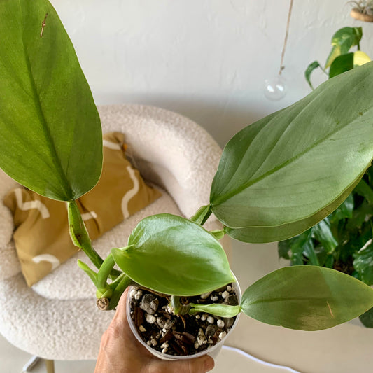 Silver Sword Philodendron