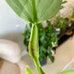 Silver Sword Philodendron
