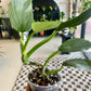 Silver Sword Philodendron