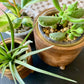 Acacia Wood Planter