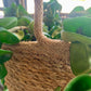 Natural Weave Hanging Basket