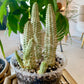 Euphorbia mammillaris f. variegata