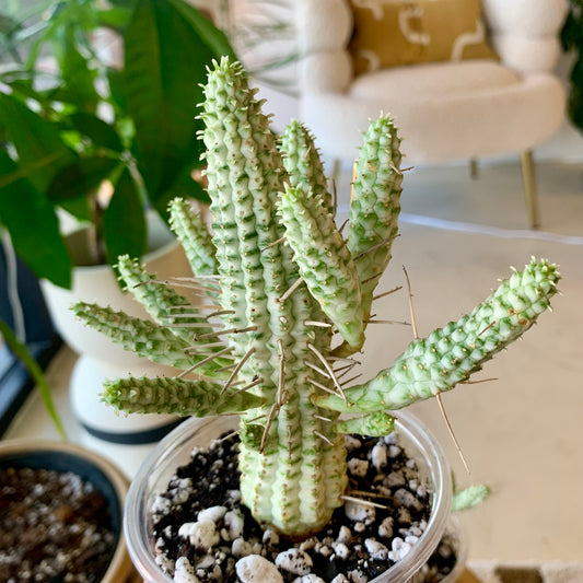 Euphorbia mammillaris f. variegata