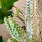 Euphorbia mammillaris f. variegata