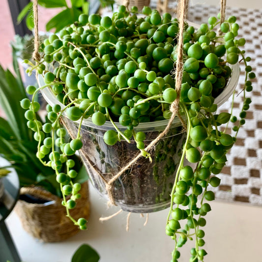 String of Pearls