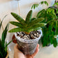 Starfish Snake Plant