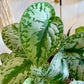 Scindapsus Silver Splash