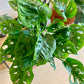 Monstera Adansonii "Swiss Cheese"