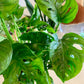 Monstera Adansonii "Swiss Cheese"