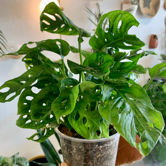 Monstera Adansonii "Swiss Cheese"