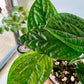 Monstera Peru