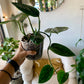 Monstera Peru