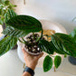 Monstera Peru